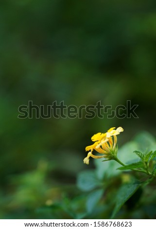 Single Lantana yellow flower bloom close up picture and soft blur green nature background text space
