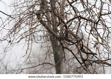 tree branches on a foggy morning