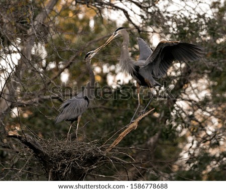 Blue Heron birds on the nest with branches in its beak building the nest with bokeh background displaying their blue plumage, body, beak, long neck, eyes, long legs, feet in their environment.