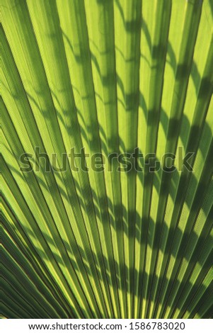 Natural green background. Texture of green palm leaves with shadow. Cropped shot, vertical, closeup, free space. The concept of nature and design.