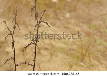 wild dry flowers in the field

