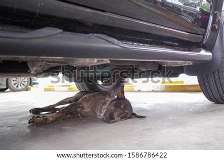 The dog sleeping under the car