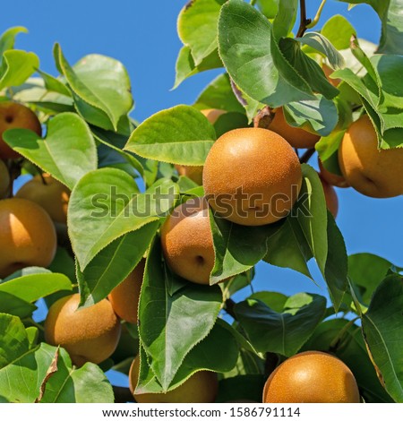 Nashi pears, Pyrus pyrifolia, on the tree Royalty-Free Stock Photo #1586791114