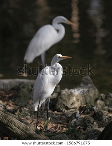 Great White Egret bird close-up profile view standing by the water with another egret blurred bird at the background bokeh displaying its body, head, beak, eye, legs, white plumage 