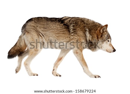 wolf. Isolated over white background 