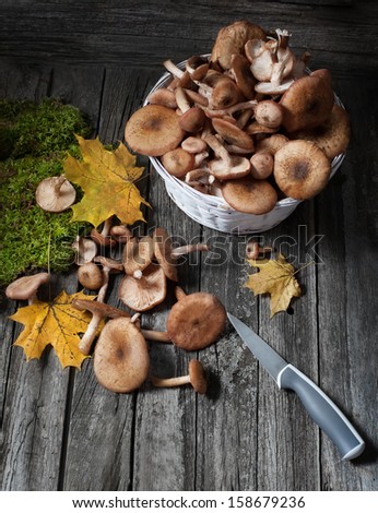 Mushrooms honey agarics(Armillaria mellea) on wooden table. Top view