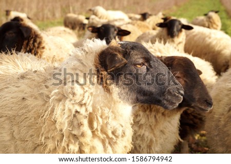 close up of a Sheep herd. german Black Face Sheep. Meat Sheep in germany. Grazing Animals. Agricultural Marketing pictures 	