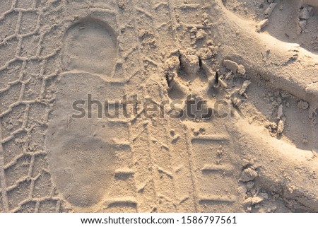 traces of man, animal, transport in the sand

