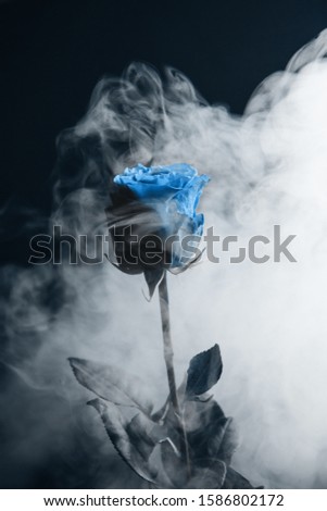 Fresh classic 2020 in blue. Color concept of the year. Delicate rose flower in the smoke. Flowers for the holiday, advertising, gift.