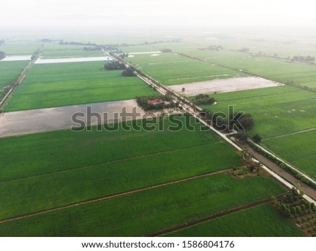 Aerial shot of green paddy field at morning. Soft focus due to shot at misty morning.