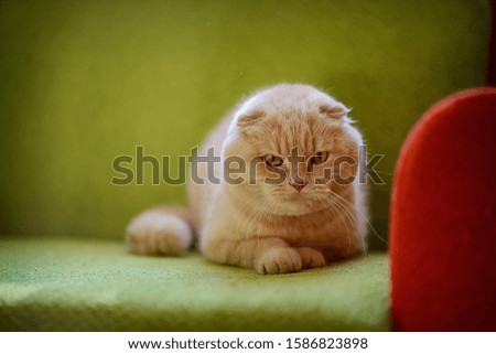 Angry red Scottish fold cat looks displeased at the camera. Soft focus back light.