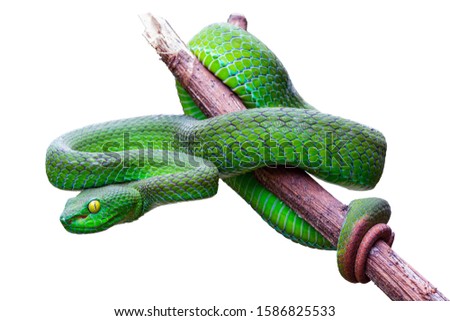 Large-eyed Pit Viper or Trimeresurus macrops, beautiful green snake coiling resting on tree branch with white background and clipping path. Royalty-Free Stock Photo #1586825533