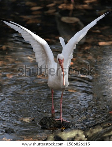 White Ibis bird close-up profile view looking with spread wings with blurred water background in the water displaying its long beak, white plumage, white body, red long legs in its environment.