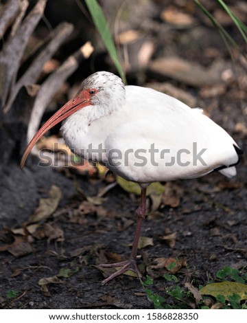 White Ibis bird close-up profile view with bokeh background displaying its long beak, white plumage, white body, red legs in its environment and surrounding.