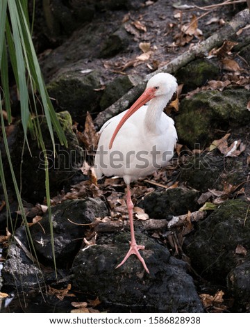 White Ibis bird close-up profile view standing on a rock with rock and foliage background and foreground displaying its long beak, white plumage, white body, red legs in its environment.