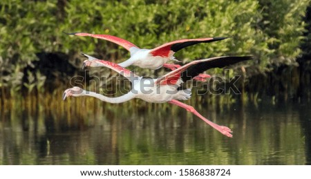 Flamingos Flying on a lake 