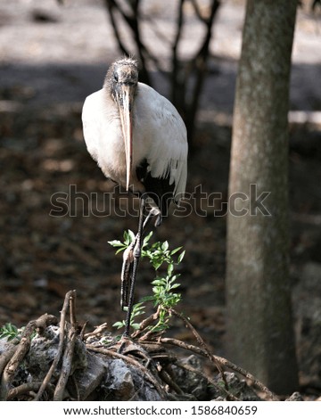 Wood Stork bird close-up profile view standing on a stump with bokeh background  displaying its body, head, beak, eye, long legs, plumage, black and white color feathers in its environment.