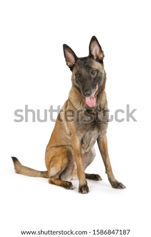 Purebred Belgian shepherd dog Malinois with his tongue hanging out sitting on a white background
