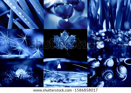 Classic Blue. Color of the Year 2020. A collage of natural macro photos.