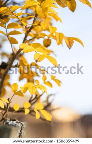 Autumn yellow leaves in nature. Subject from the edge of the frame. Message of the fall