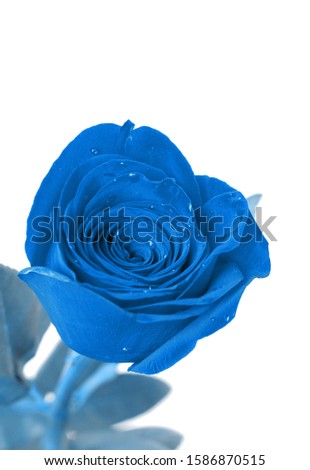Blue rose on white background. Color of the year 2020.