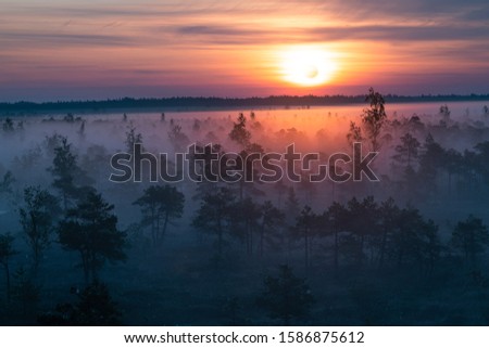 beautiful landscape with swamp and fog