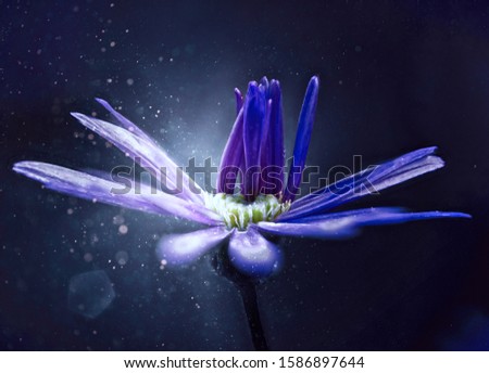 Digital composing of a flower in the garden
