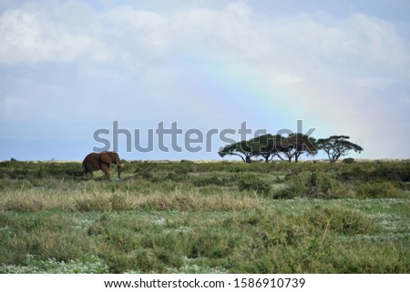 Elephant in Front of Rainbow