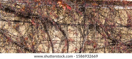 Grapevine weaves along the wall