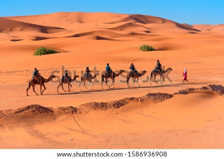 A group of tourists travel on camels through the Golden Sands of the Sahara desert in Morocco, Africa. Royalty-Free Stock Photo #1586936908