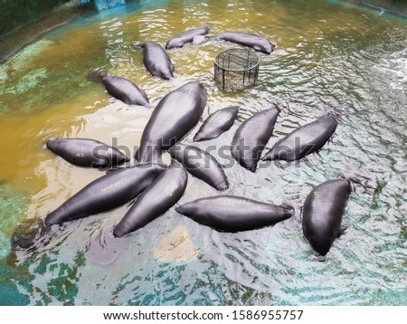 Water change in the Amazonian manatee (Trichechus inunguis)  basin of the INPA care station in Manaus, Amazonas – Brazil