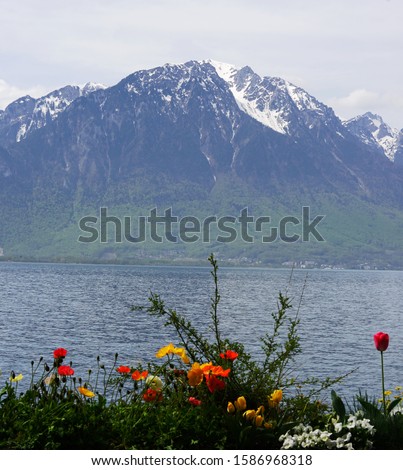 in spring time, many beautiful flowers bloom along the lake in Montreux,  Switzerland.