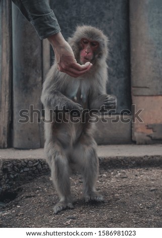 A vertical picture of a human hand-feeding a standing grey Japanese macaque