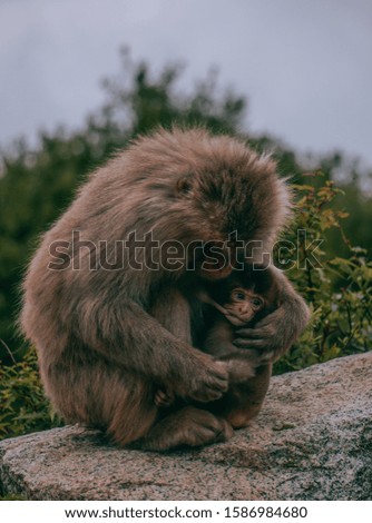 A vertical picture of a mother monkey holding its baby surrounded by greenery on a blurry background