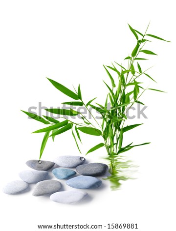 Bamboo bush and rocks isolated on white background
