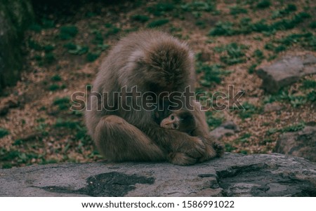 A picture of a big Japanese macaque holding its baby surrounded by stones and greenery