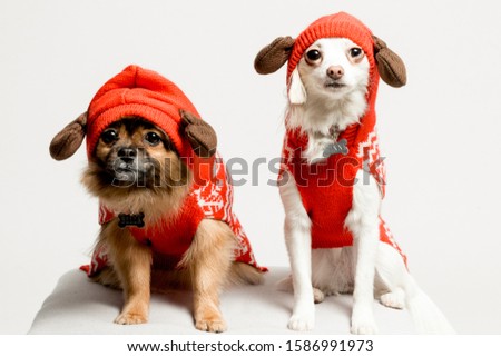 Christmas Dogs On White Backdrop 