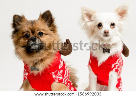 Christmas Dogs On White Backdrop 