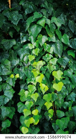 Green Creeper. Climbing plant. Climbers are great for refreshing, screening unsightly areas of the garden, brightening up bare walls and adding height to your borders.