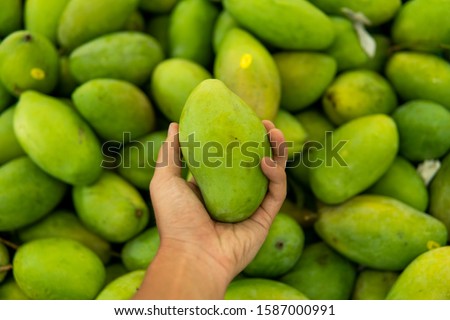 Male hands holding a green juicy fresh mango fruit with a lot of green mangoes on a background. Group of fresh green mango for sell .Thai fruit tropical raw mangoes.