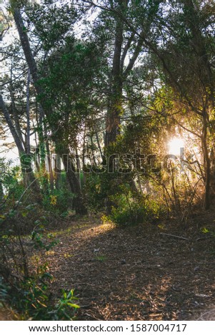 A vertical picture of a forest surrounded by greenery during sunset under a blue sky