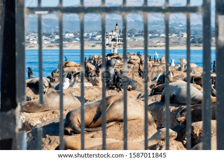 Walruses on the Monterey Bay
