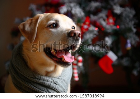Labrador retriever sits near a Christmas tree in a scarf waiting for goodies and gifts.