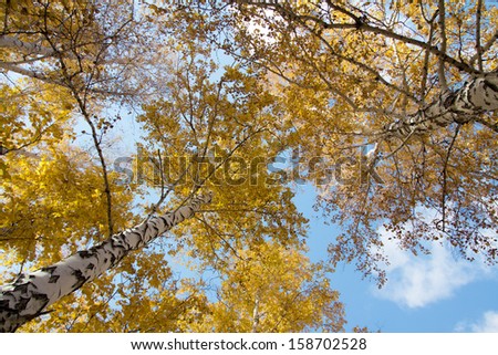 Autumn sky in birch forest with wide angle lens