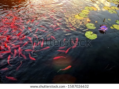 Famous Colorful asian fish Koi carp, colored varieties of Amur carp  float in an artificial pond, water garden. , view from above