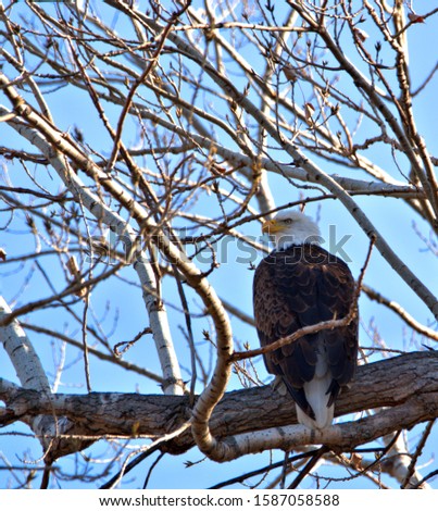 Mature Bald Eagle perched on a tree limb