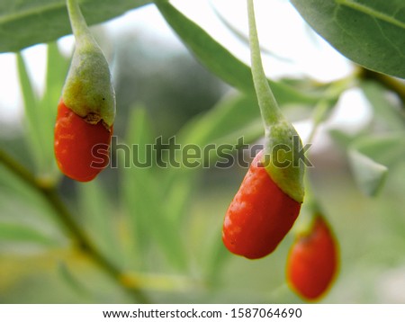 Red goji berries on the stems with natural background