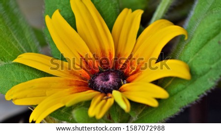 Autumn yellow sunny flower, macro