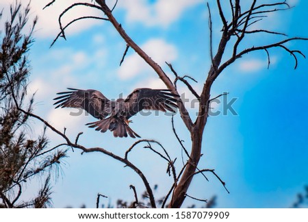 Black kite, Milvus is flying and landing on the tree in Senegal, Africa. Close up photo of big eagle. It is wildlife photo. There is blue sky. There is sunny day.