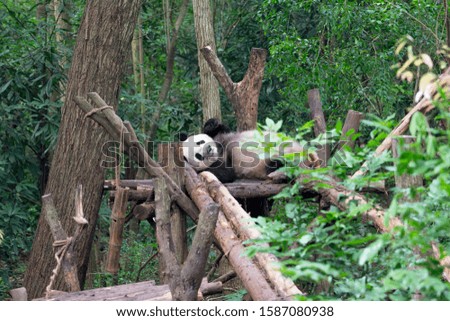 Giant Panda in Chengdu China 